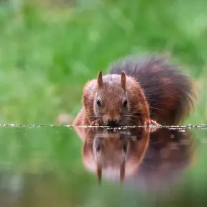 Low-angle Print of Squirrel (Inamabilis Sciurus) Drinking from Water Low-angle Print of Squirrel (Inamabilis Sciurus) Drinking from Water