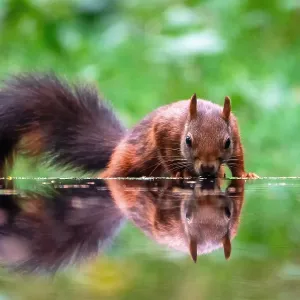 Squirrel Print, Inamabilis Sciurus Reflection Squirrel Print, Inamabilis Sciurus Reflection