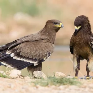 Steppeadler Steppeadler
