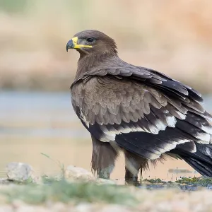 Steppe Eagle Print, Juvenile Drinking at Salalah Pool Steppe Eagle Print, Juvenile Drinking at Salalah Pool