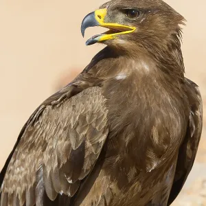 Steppe Eagle Print, Close-up Image Steppe Eagle Print, Close-up Image