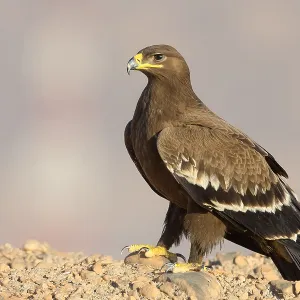 Steppe Eagle Print, Juvenile perched on the ground Steppe Eagle Print, Juvenile perched on the ground
