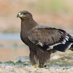 Steppe Eagle Print, Juvenile at Drinking Pool Steppe Eagle Print, Juvenile at Drinking Pool