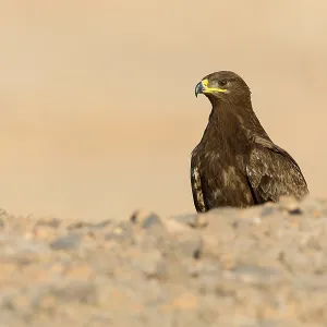 Steppe Eagle Print, Salalah, Oman Steppe Eagle Print, Salalah, Oman