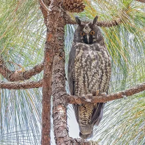 Print of a Stygian Owl in Western Mexico Print of a Stygian Owl in Western Mexico