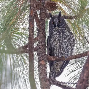 Print of a Stygian Owl in Western Mexico Print of a Stygian Owl in Western Mexico