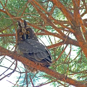 Stygian Owl Print, Asio stygius Stygian Owl Print, Asio stygius