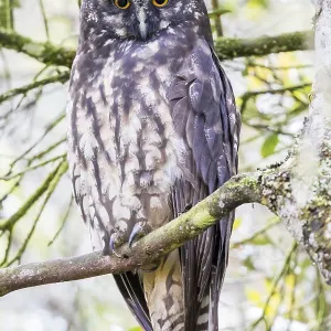 Stygian Owl Print - Adult Perched on a Branch in Andean Woodland Stygian Owl Print - Adult Perched on a Branch in Andean Woodland