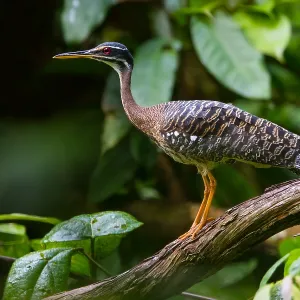 Sunbittern Sunbittern