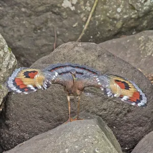 Sonnenbrillenreiher, Eurypyga helias major Sonnenbrillenreiher, Eurypyga helias major