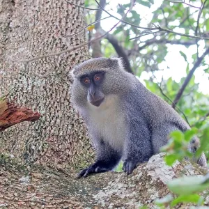 Sykes Monkey Print (Cercopithecus mitis albogularis) Sykes Monkey Print (Cercopithecus mitis albogularis)