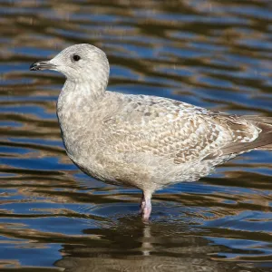 Thayers-Möwe, Larus thayeri Thayers-Möwe, Larus thayeri
