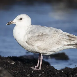 Thayers-Möwe, Larus thayeri Thayers-Möwe, Larus thayeri