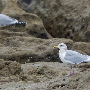Thayers-Möwe, Larus thayeri Thayers-Möwe, Larus thayeri