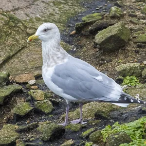 Thayers-Möwe, Larus thayeri Thayers-Möwe, Larus thayeri