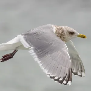 Thayers-Möwe, Larus thayeri Thayers-Möwe, Larus thayeri