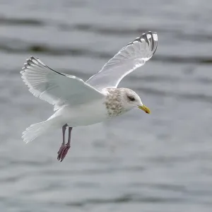 Thayers-Möwe, Larus thayeri Thayers-Möwe, Larus thayeri
