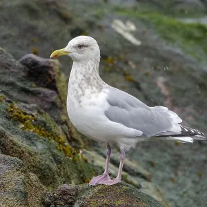 Thayers-Möwe, Larus thayeri Thayers-Möwe, Larus thayeri