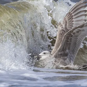 Thayers-Möwe, Larus thayeri Thayers-Möwe, Larus thayeri
