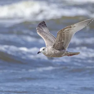 Thayers-Möwe, Larus thayeri Thayers-Möwe, Larus thayeri