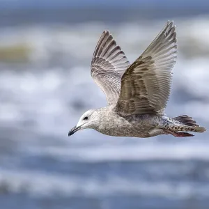 Thayers-Möwe, Larus thayeri Thayers-Möwe, Larus thayeri