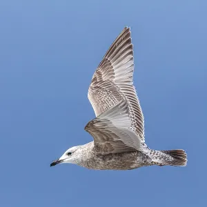 Thayers-Möwe, Larus thayeri Thayers-Möwe, Larus thayeri