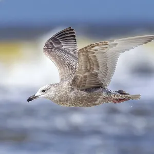 Thayers-Möwe, Larus thayeri Thayers-Möwe, Larus thayeri
