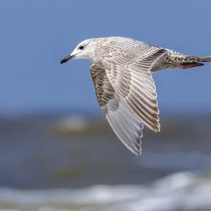 Thayers-Möwe, Larus thayeri Thayers-Möwe, Larus thayeri
