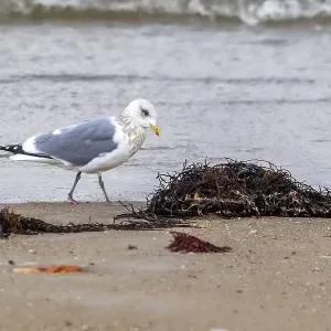 Thayers-Möwe, Larus thayeri Thayers-Möwe, Larus thayeri