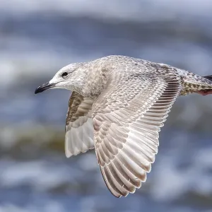 Thayers-Möwe, Larus thayeri Thayers-Möwe, Larus thayeri