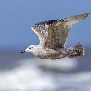 Thayers-Möwe, Larus thayeri Thayers-Möwe, Larus thayeri