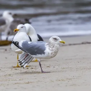 Thayers Meeuw, Larus thayeri Thayers Meeuw, Larus thayeri