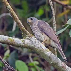 Variable Goshawk, Accipiter hiogaster Variable Goshawk, Accipiter hiogaster