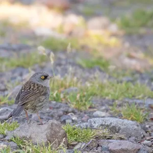 Junco del vulcano, Junco vulcani. Junco del vulcano, Junco vulcani.