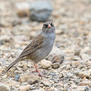 Junco del vulcano, Junco vulcani. Junco del vulcano, Junco vulcani.
