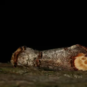 Wapendrager Print: Phalera bucephala Moth Image Wapendrager Print: Phalera bucephala Moth Image