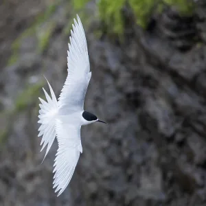 White-fronted Tern in Flight Print (Sterna striata) White-fronted Tern in Flight Print (Sterna striata)