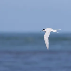White-fronted Tern Print: Aerial View Over Ocean White-fronted Tern Print: Aerial View Over Ocean