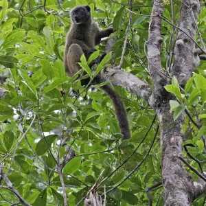 White-headed lemur Print, Madagascar White-headed lemur Print, Madagascar