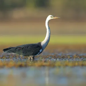 Weißhals-Seeschwalbe, Ardea pacifica
