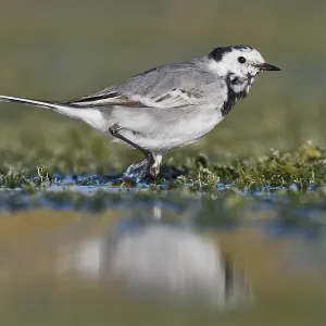 März Drucke: 4 Mär 2017