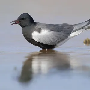 White-winged Tern Print: Adult Standing in Water, Agami White-winged Tern Print: Adult Standing in Water, Agami