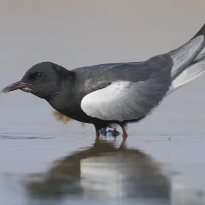 White-winged Tern Print: Adult Drinking from Water White-winged Tern Print: Adult Drinking from Water