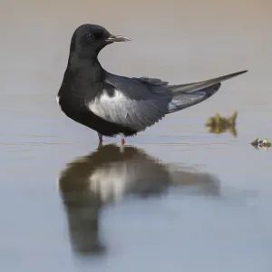 White-winged Tern Print - Adult Standing in Water, Agami White-winged Tern Print - Adult Standing in Water, Agami