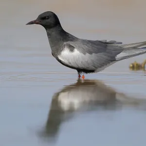 White-winged Tern Print: Adult Standing in Water White-winged Tern Print: Adult Standing in Water