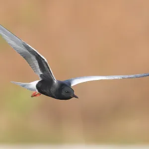 White-winged Tern Print: Adult Standing in Water at Agami White-winged Tern Print: Adult Standing in Water at Agami