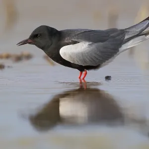 White-winged Tern Print: Adult Standing in Water, Agami White-winged Tern Print: Adult Standing in Water, Agami