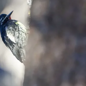 Williamson's Sapsucker Print - Yosemite NP Tree Cling