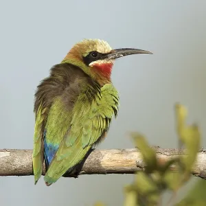 Witkapbijeneter Print: White-fronted Bee-eater Sitting on Branch Witkapbijeneter Print: White-fronted Bee-eater Sitting on Branch