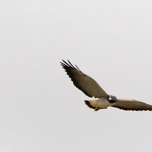 White-tailed Hawk Print, Geranoaetus albicaudatus in Flight White-tailed Hawk Print, Geranoaetus albicaudatus in Flight
